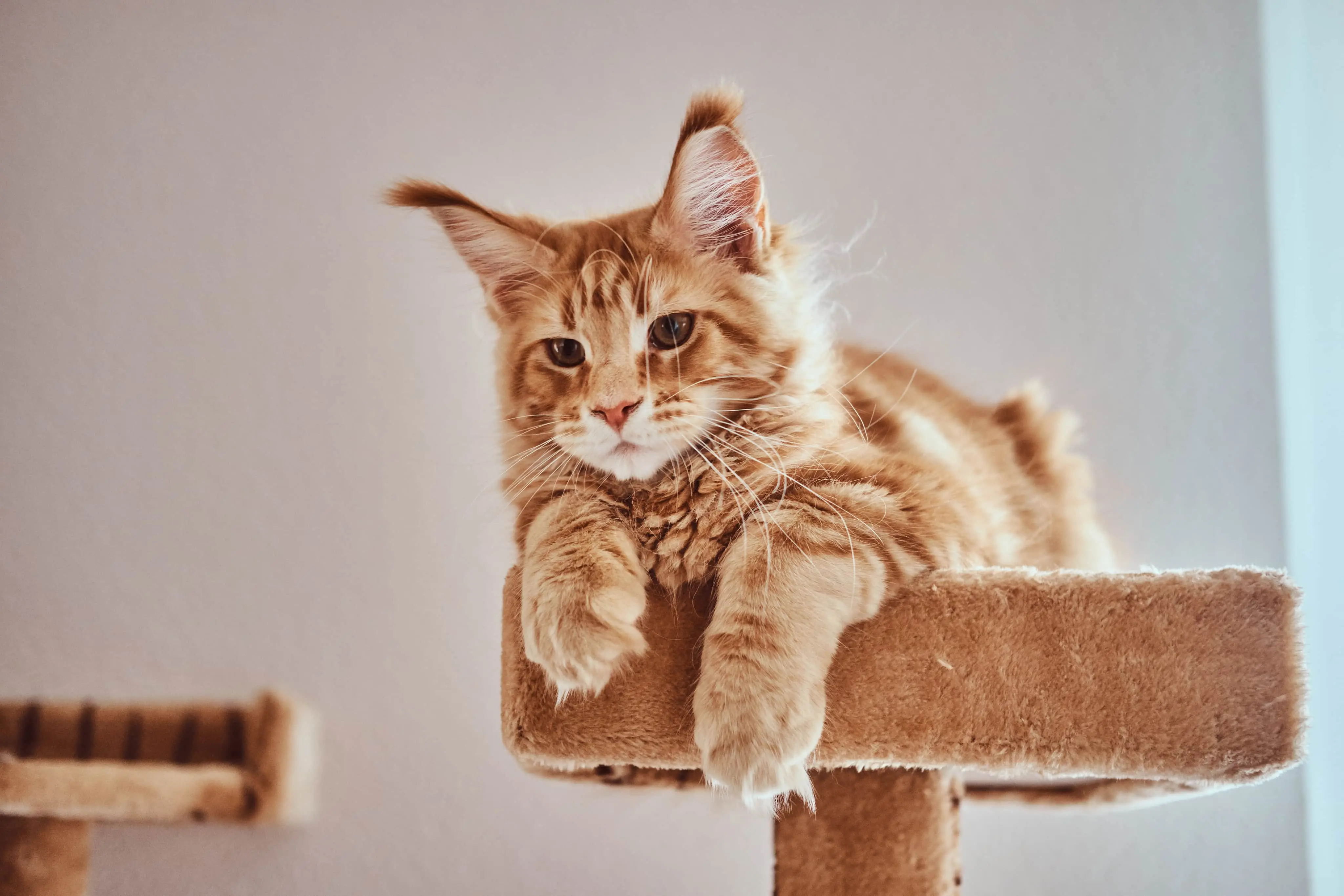 CatCat